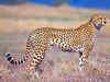 India inks pact with Namibia for reintroduction of cheetahs