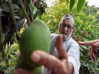 mango: A heat wave's lamented victim: The mango, India's king of fruits -  The Economic Times