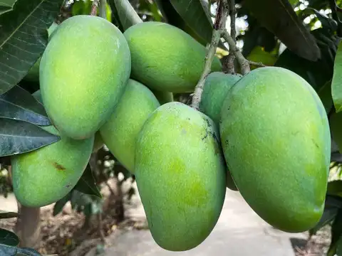 Heatwave destroying crop