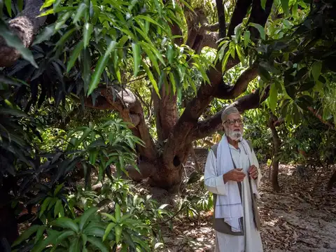 120-year-old tree