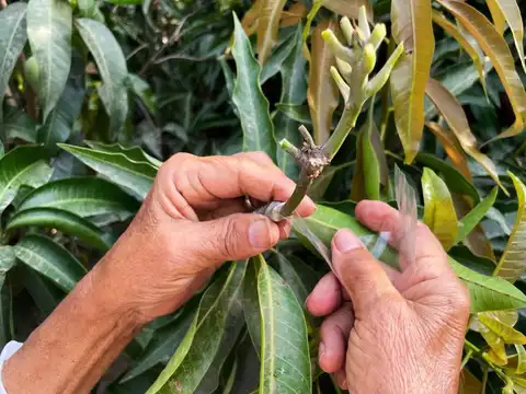 Grafting method