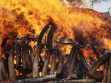Confiscated ivory burning at Kenya Wildlife Training School