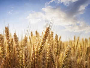 wheat-istock
