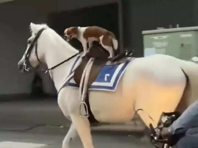 The dog on the saddle rode the horse without a harness.
