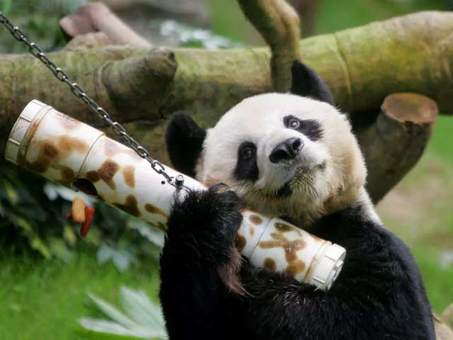 World's oldest known male giant panda, An An, dies at 35 - Oldest male  giant panda | The Economic Times