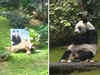 Oldest male giant panda in captivity dies in Hong Kong