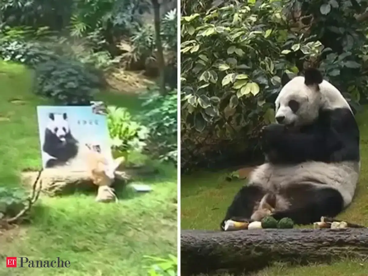 Giant panda: Oldest male giant panda in captivity dies in Hong Kong ...
