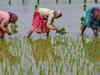 India's rice export rates up as planting lags, floods ruin Bangladesh crop