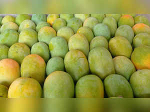 Kesar mangoes replacing alphonso in Ratnagiri belt