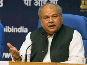 No adverse impact of wheat export ban on farmers' income; domestic prices above MSP: Narendra Singh Tomar