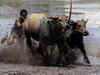 Traditional Thai buffalo race kicks off rice growing season