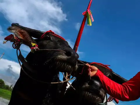 ​'Want to preserve the tradition'