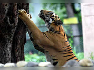 India Tigers: India lost 329 tigers in 3 years, including 29 due to  poaching: Government - The Economic Times