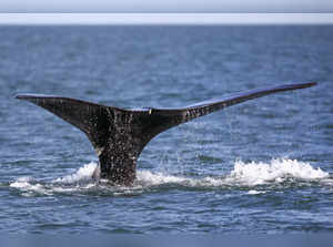 whale AP