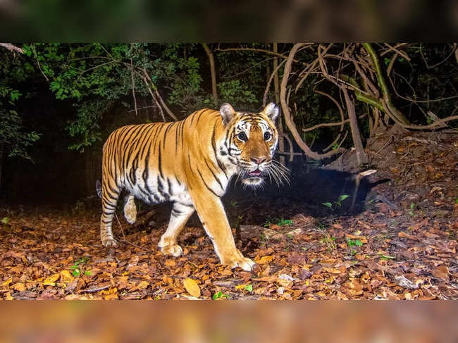 International Tiger Day: Population of big cats increases in India