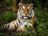 International Tiger Day: Best tiger reserves in India