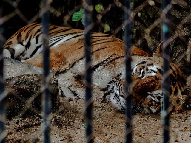 ​Sunderban Tiger Reserve