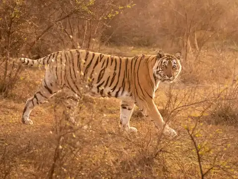 ​Sariska Tiger Reserve