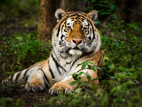 india: International Tiger Day: Best tiger reserves in India - ​Tiger  reserves in India | The Economic Times