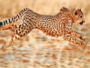 70 years after extinction in India, 1st batch of cheetahs set to arrive in August