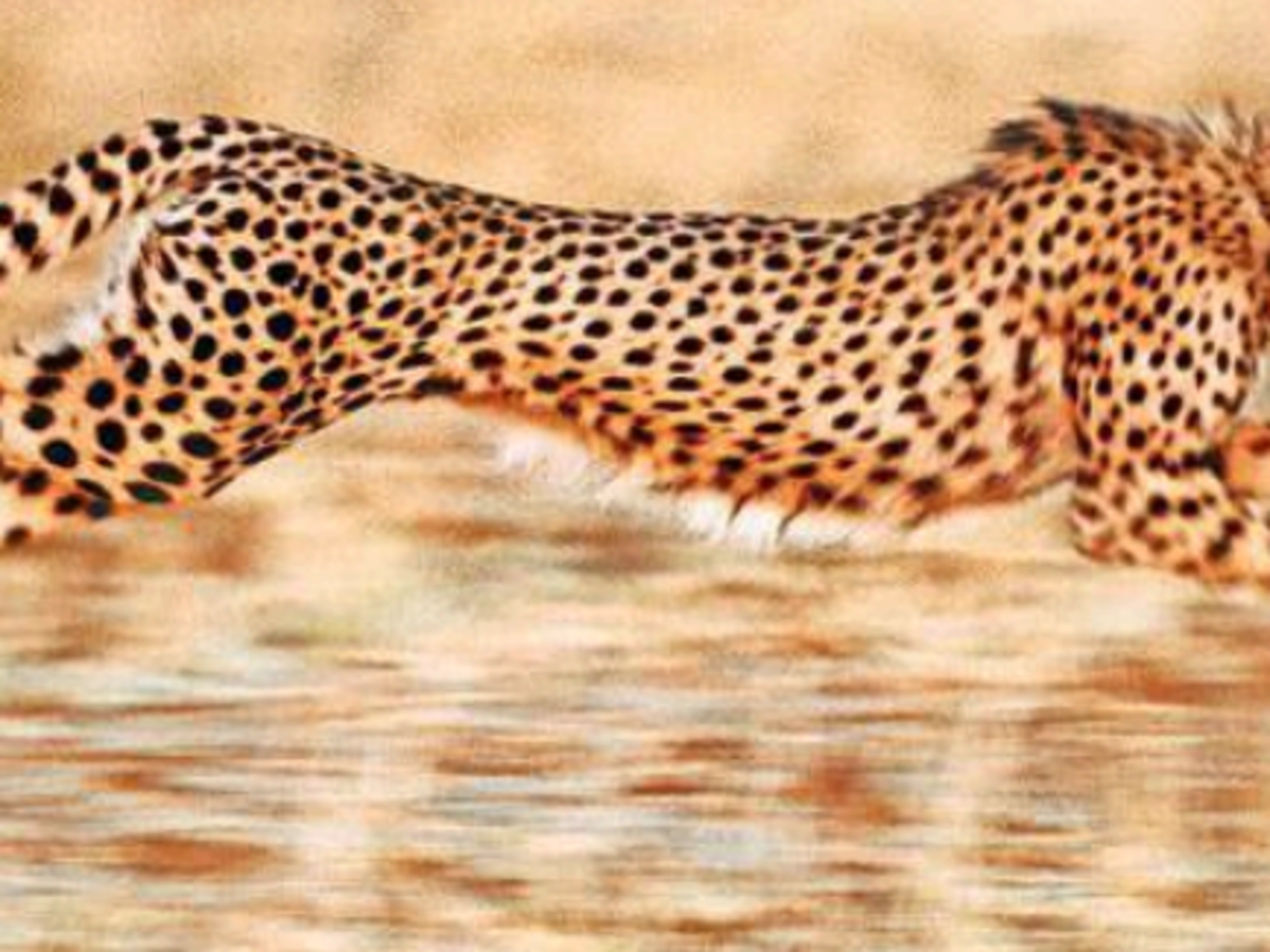 African Cheetah: 70 years after extinction in India, 1st batch of cheetahs  set to arrive in August - The Economic Times