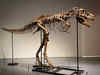 First skeleton of Gorgosaurus fetches $6.1 mn at New York auction