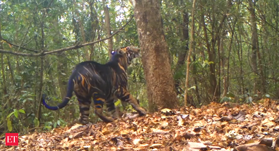 Rare Black Tiger Caught On Camera At Similipal Watch Video The Economic Times