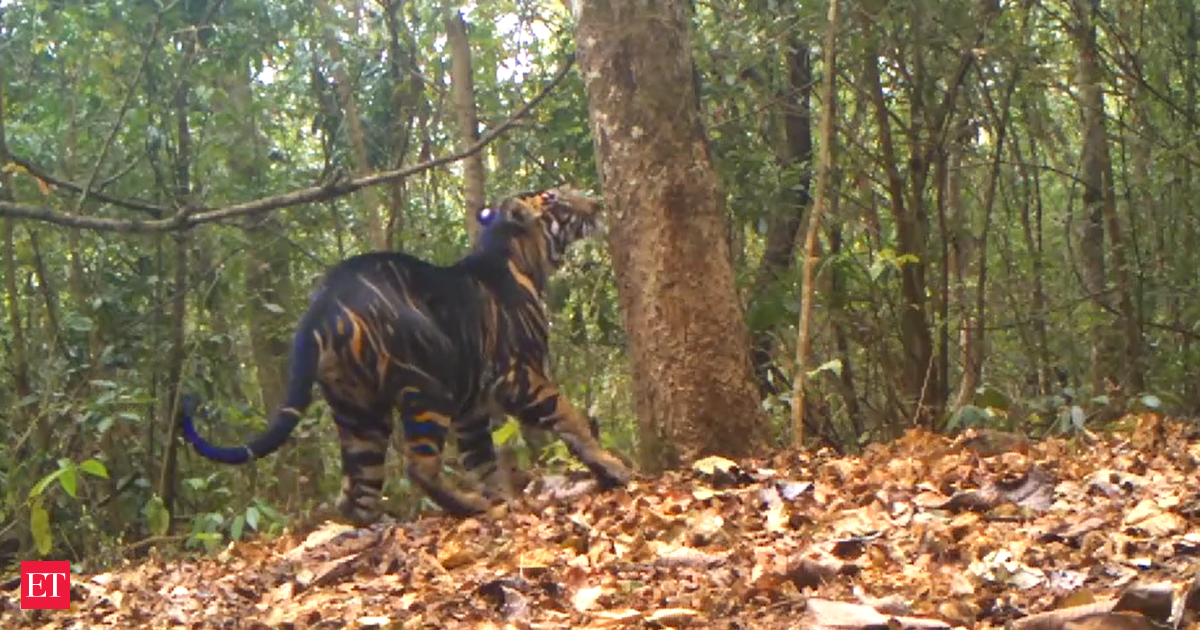 Rare Black Tiger Caught On Camera At Similipal Watch Video The Economic Times