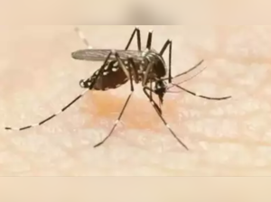 Delhi recorded 23 dengue cases in January, 16 in February, 22 in March, 20 in April, 30 in May and 32 in June