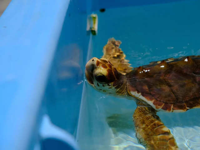 Turtle hatchlings