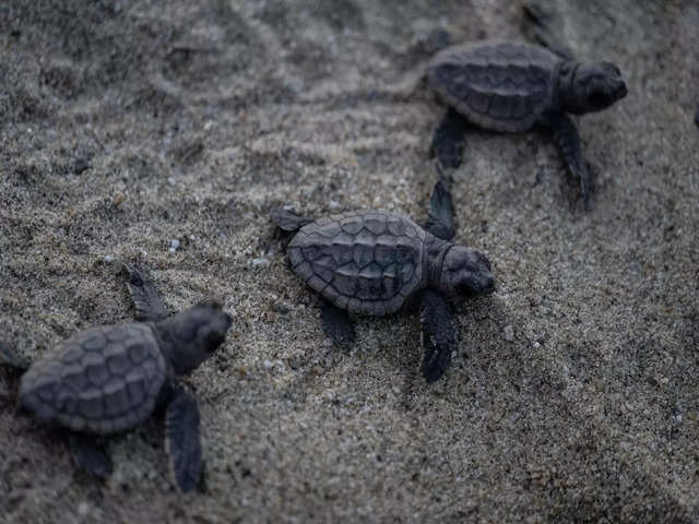 99% turtles born female