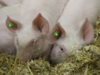 Life after death? Researchers partially revive pig organs an hour after death
