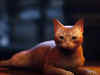 How a virtual orange tabby from new video game 'Stray' is helping real cats