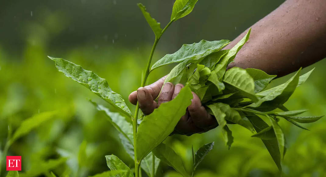 Assam allows use of up to 5% of tea garden land for various other purposes