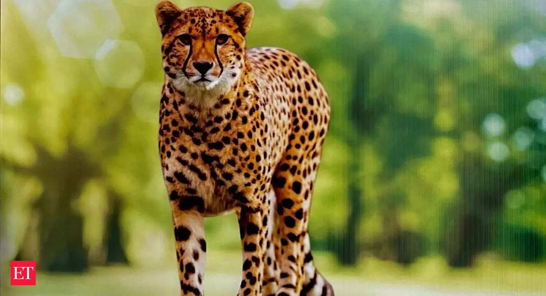 Photo of Leopardy: Zavedenie divokých leopardov do indických rezervácií zahŕňa riziká aj príležitosti, hovorí odborník z S. Afriky