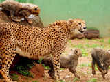Introduction of wild cheetahs to Indian reserves involves risks and opportunities: Top South African expert