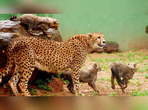 Three cubs (2-month-old) of African hunting cheetahs were caught in the camera  TNN