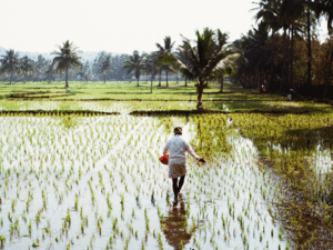 agriculture