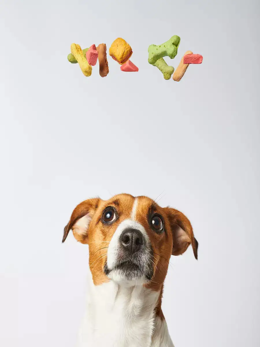 Top 10 human foods dogs should eat EconomicTimes