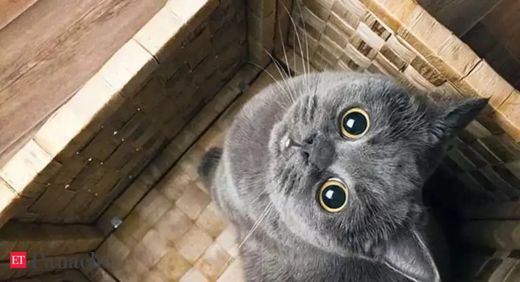 International Cat Day 2022 Everything You Need To Know About The Date 