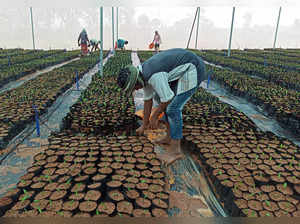Workers prepare oil palm seedlings at a nursery in Khammam district