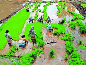 Rice prices increase up to 30% due to demand from West Asia, Dhaka