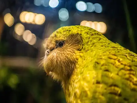 ​On the brink of extinction