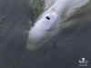 France plans 'exceptional' rescue of Seine beluga