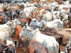 Over 900 deaths in accidents caused by stray cattle in Haryana in 5 years