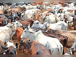 Haryana Accidents: Over 900 deaths in accidents caused by stray cattle in  Haryana in 5 years - The Economic Times