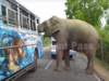 When a hungry wild elephant held a bus hostage: Watch viral video