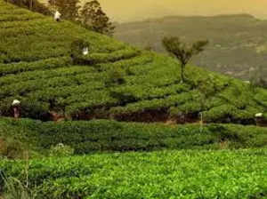 A batch of Assam Orthodox Specialty Teas was sold in Kolkata Auctions at Rs 22000 per kg