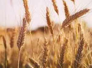 Wheat prices in India stabilised, export restrictions bore fruit