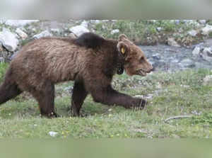 Intoxicated bear cub rescued by locals in Turkey
